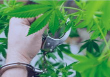 How Many Marijuana Arrests in Georgia.png